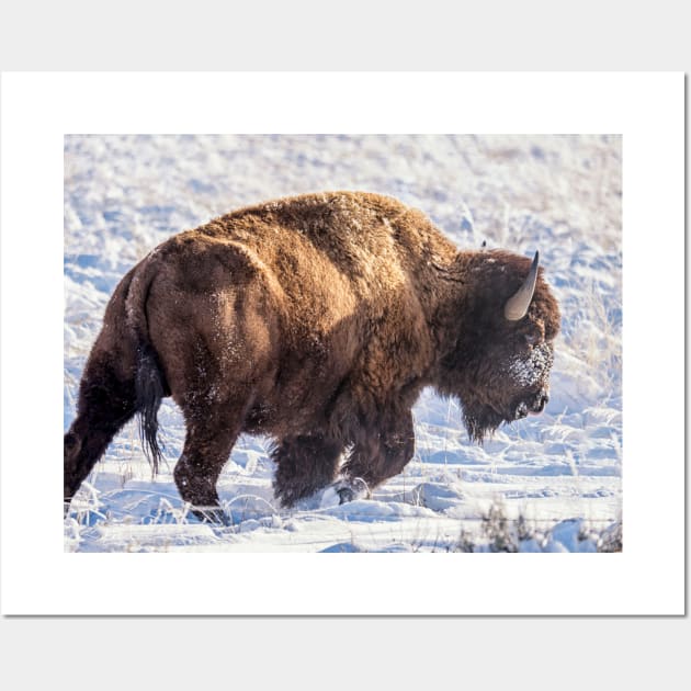 Fortitude - Bison in Snow Wall Art by StacyWhite